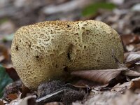 Scleroderma citrinum 34, Gele aardappelbovist, Saxifraga-Jan Nijendijk