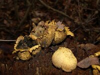 Scleroderma citrinum 37, Gele aardappelbovist, Saxifraga-Foto Fitis-Sytske Dijksen