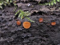 Scutellinia scutellata 16, Gewone wimperzwam, Saxifraga-Luuk Vermeer