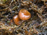 Scutellinia scutellata 6, Gewone wimperzwam, Saxifraga-Luuk Vermeer