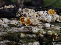 Sphaerobolus stellatus 2, Kogelwerper, Saxifraga-Luuk Vermeer