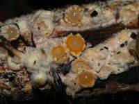 Sphaerobolus stellatus 6, Kogelwerper, Saxifraga-Foto Fitis-Sytske Dijksen