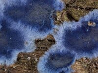 Terana caerulea 2, Blauwe korstzwam-Saxifraga-Luc Hoogenstein : Lunetten