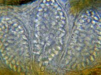 Thelebolus polysporus 2, Nietig sinterklaasschijfje, Micro, Saxifraga-Lucien Rommelaars