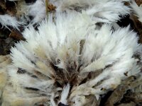 Thelephora penicillata 2, Penseelfranjezwam, Saxifraga-Lucien Rommelaars