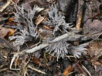 Thelephora penicillata 9, Penseelfranjezwam, Saxifraga-Luuk Vermeer