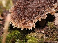 Thelephora terrestris 12, Gewone franjezwam, Saxifraga-Foto Fitis-Sytske Dijksen