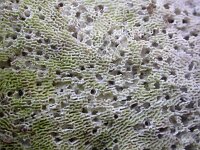 Trametes gibbosa 5, Witte bultzwam, Saxifraga-Peter Meininger