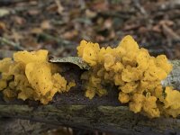 Tremella mesenterica 21, Gele trilzwam, Saxifraga-Willem van Kruijsbergen
