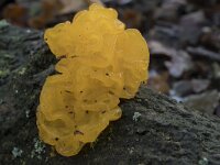 Tremella mesenterica 22, Gele trilzwam, Saxifraga-Willem van Kruijsbergen