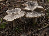 Tricholoma terreum 2, Muisgrijze ridderzwam, Saxifraga-Willem van Kruijsbergen