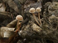 Tubaria conspersa 2, Zemelig donsvoetje, Saxifraga-Willem van Kruijsbergen