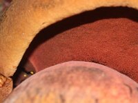 Xerocomellus chrysenteron 2, Roodsteelfluweelboleet, Saxifraga-Foto Fitis-Sytske Dijksen