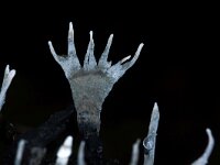 Xylaria hypoxylon 34, Geweizwam, Saxifraga-Foto Fitis-Sytske Dijksen