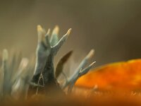 Xylaria hypoxylon 35, Geweizwam, Saxifraga-Foto Fitis-Sytske Dijksen