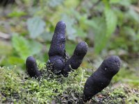 Xylaria polymorpha 10, Houtknotszwam, Saxifraga-Luuk Vermeer