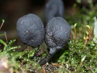Xylaria polymorpha 18,  Houtknotszwam, Saxifraga-Foto Fitis-Sytske Dijksen