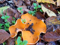 Aleuria aurantia 28, Grote oranje bekerzwam, Saxifraga-Ben Delbaere