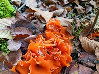 Aleuria aurantia 29, Grote oranje bekerzwam, Saxifraga-Ben Delbaere