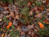 Aleuria aurantia 30, Grote oranje bekerzwam, Saxifraga-Ed Stikvoort : A900
