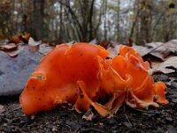 Aleuria aurantia 31, Grote oranje bekerzwam, Saxifraga-Ed Stikvoort : A900