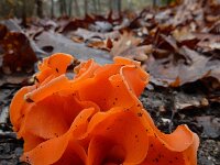 Aleuria aurantia 32, Grote oranje bekerzwam, Saxifraga-Ed Stikvoort : s9900