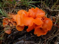Aleuria aurantia 33, Grote oranje bekerzwam, Saxifraga-Ed Stikvoort : A900