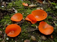 Aleuria aurantia 34, Grote oranje bekerzwam, Saxifraga-Ed Stikvoort : A900