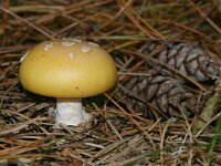 Amanita gemmata 2, Narcisamaniet, Saxifraga-Foto Fitis-Sytske Dijksen