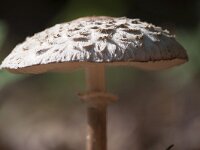 Amanita pantherina 13, Panteramaniet, Saxifraga-Jan Nijendijk