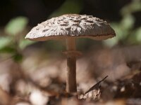 Amanita pantherina 14, Panteramaniet, Saxifraga-Jan Nijendijk
