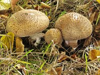 Four mushrooms Blusher or Blushing amanita (Amanita rubescens)  Four mushrooms Blusher or Blushing amanita (Amanita rubescens) : four, 4, blusher, Blushing amanita, Amanita rubescens, amanita, ochre, fungus, fungi, nature, natural, growth, color, outside, outdoor, outdoors, nobody, no people, season, fall, autumn, autumnal, toadstool, toadstools, cap, caps, mushroom, mushrooms