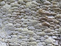 Antrodia xantha 22, Citroenstrookzwam, Saxifraga-Tom Heijnen