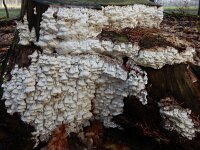 Antrodia xantha 25, Citroenstrookzwam, Saxifraga-Ed Stikvoort