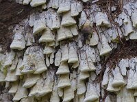 Antrodia xantha 5, Citroenstrookzwam, Saxifraga-Jan Nijendijk