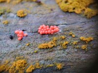 Arcyria ferruginea