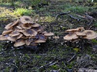 Armillaria ostoyae 17, Sombere honingzwam, Saxifraga-Luuk Vermeer