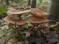 Armillaria ostoyae 39, Sombere honingzwam, Saxifraga-Willem van Kruijsbergen