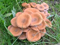 Armillaria ostoyae 40, Sombere honingzwam, Saxifraga-Tom Heijnen