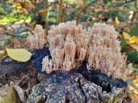 Artomyces pyxidatus 24, Kroontjesknotszwam, Saxifraga-Ben Delbaere
