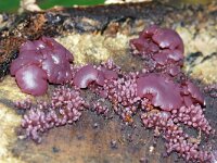 Ascocoryne sarcoides 11, Paarse knoopzwam, Saxifraga-Foto Fitis-Sytske Dijksen