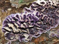 Ascocoryne sarcoides 12, Paarse knoopzwam, Saxifraga-Foto Fitis-Sytske Dijksen