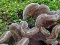 Auricularia mesenterica 10, Viltig judasoor, Saxifraga-Lucien Rommelaars