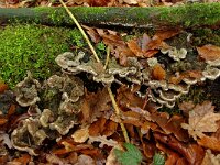 Auricularia mesenterica 12, Viltig judasoor, Saxifraga-Lucien Rommelaars