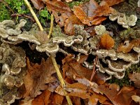 Auricularia mesenterica 13, Viltig judasoor, Saxifraga-Lucien Rommelaars
