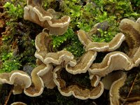 Auricularia mesenterica 6, Viltig judasoor, Saxifraga-Lucien Rommelaars