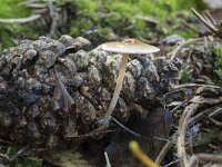 Baeospora myosura 9, Muizenstaartzwam, Saxifraga-Willem van Kruijsbergen