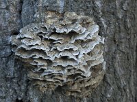 Bjerkandera adusta 8, Grijze buisjeszwam, Saxifraga-Willem van Kruijsbergen