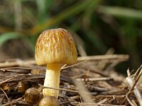 Bolbitius titubans var olivaceus 9, Verkleurend kleefhoedje, Saxifraga-Foto Fitis-Sytske Dijksen