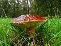 Boletus edulis 28, Eekhoorntjesbrood, Saxifraga-Hans Grotenhuis